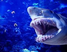 Image result for Deadly Sea Creatures