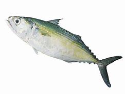 Image result for Indian Mackerel