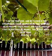 Image result for John 15:5 Clip Art