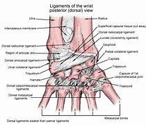 Image result for Dorsal Aspect Wrist