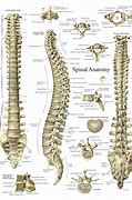 Image result for View of Spinal Column