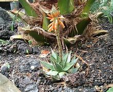 Image result for Mini Aloe Vera Plant