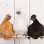 Image result for Cute Silkie Chickens