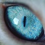 Image result for Cat X Eyes