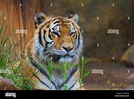 Image result for Alamy Tiger