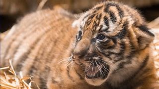 Image result for Baby Malayan Tiger Cubs