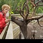 Image result for Female Caribou