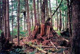 Image result for Thick Forest Dnd