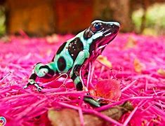 Image result for Poisonous Pink Frog