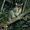 Image result for Brushtail Possum