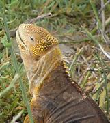 Image result for Galapagos Land Iguana