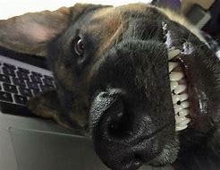 Image result for Funniest German Shepherds