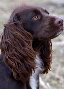 Image result for Brown English Cocker Spaniel