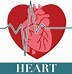 Image result for Anatomical Heart Vector