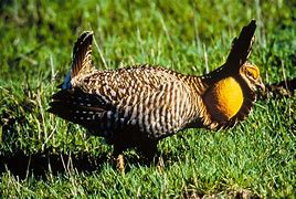 Image result for Heath Hen