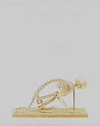 Image result for Monkey Skeleton