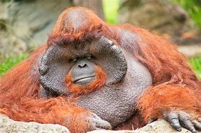 Image result for Orangutan Picture Funny Monkey