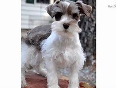 Image result for Liver Tan Schnauzer