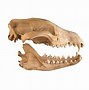 Image result for Thylacine Tracks