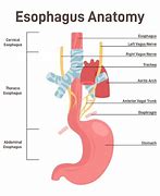 Image result for Relations of Esophagus