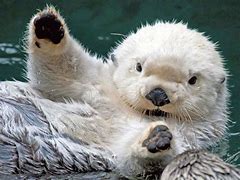 Image result for Sea Otter