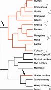 Image result for Primate Classification Chart