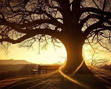 Image result for Cool Tree Wallpapers