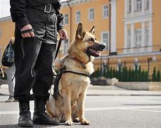 Image result for K9 Police Dogs