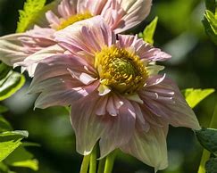 Image result for Apple Blossom Dahlia