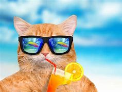 Image result for Funny Cat Cartoon Wallpaper