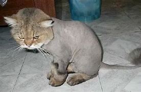 Image result for Cat Lion Haircut