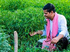 Image result for Chilli Farming