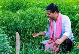 Image result for Organic Chilli Farming