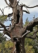 Image result for Dry and Green Tree