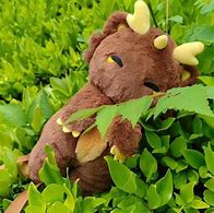 Image result for Zhongxin Plush