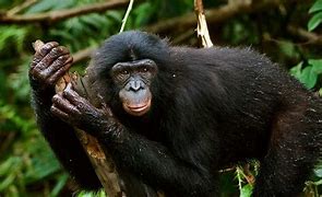 Image result for Bonobo