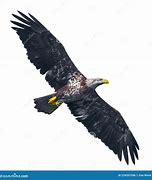 Image result for Bald Eagle Flying Head above Wings