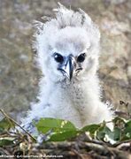 Image result for Harpy Eagle Beak