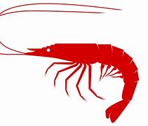 Image result for Shrimp Clip Art