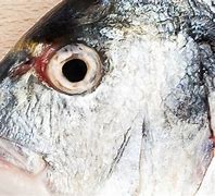 Image result for Prespective Eye Fish