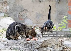 Image result for Cat Eating Sausage