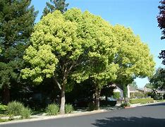 Image result for Cinnamon Camphor Tree