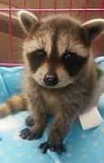 Image result for Raccoons Are Cute