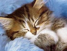 Image result for Cool Kitten Wallpaper