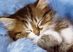 Image result for Cute Cats and Kittens Pictures