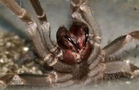 Image result for Venomous Tarantula