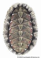 Image result for Chiton Wetlands