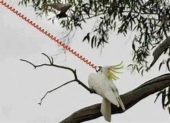 Image result for Bird Scream Meme