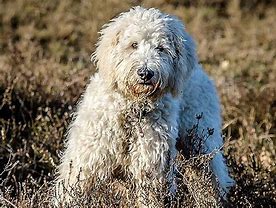 Image result for Brown and White Goldendoodle