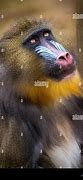 Image result for Human-Like Behavior in Animals